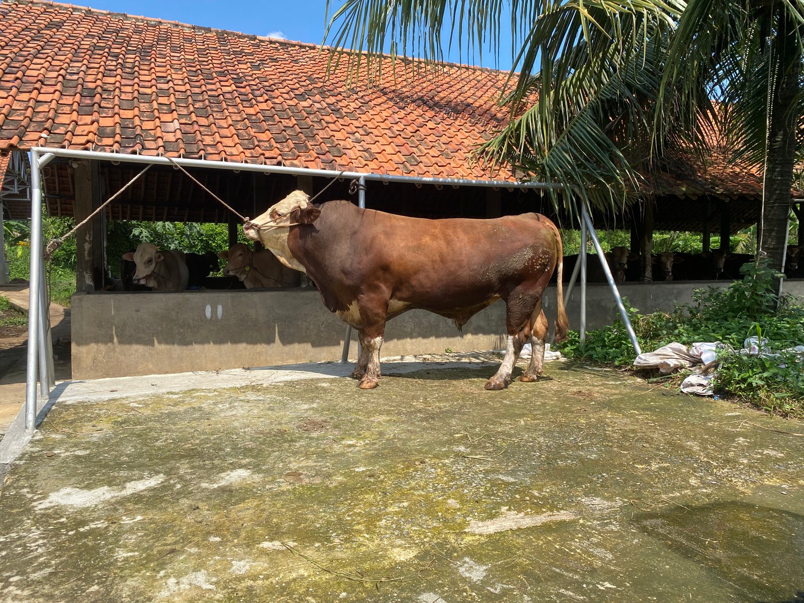 Sapi 3